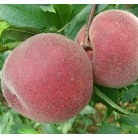 Саженцы персика сорт Эрли Крест Саженцы персика сорт Эрли Крест