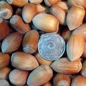 Фундук сорт Велетень