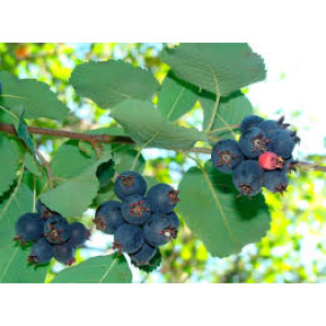 Ірга Красноярськ ,1 річна Р9 Ірга Красноярськ ,1 річна Р9