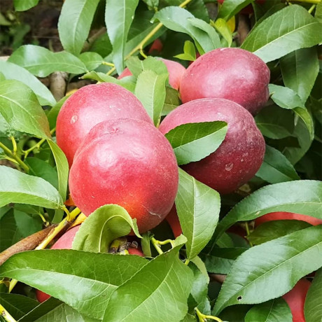 Нектарин сорт Харблейз (средне-позднего срока созревания)
