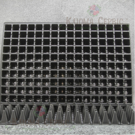 Кассета для рассады 160 ячеек по 25 мл DP 32/160