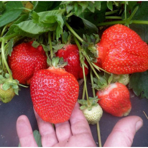 Клубника сорт Азия в кассетах, 28 ячеек