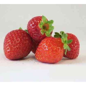 Клубника фриго сорт Эверли, класс А