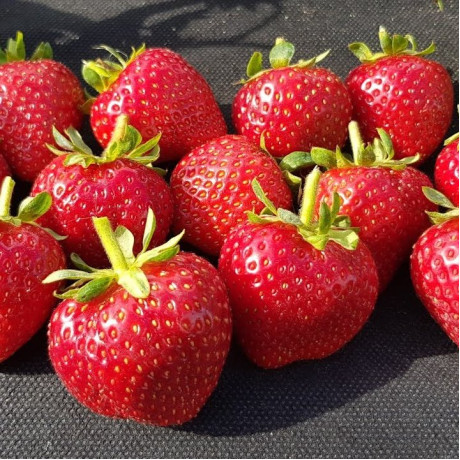 Саженцы клубники сорт Кабрилло, конт. P9 Саженцы клубники сорт Кабрилло, конт. P9