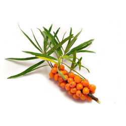 Саджанці обліпихи Саджанці обліпихи