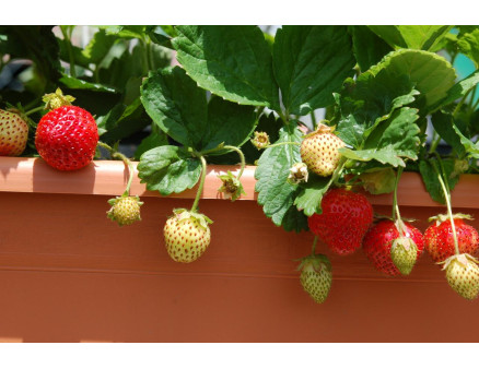 Клубника на балконе. Возможности выращивания клубники в квартире