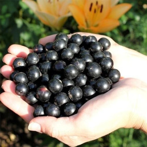 Смородина сорт Ориана 1 летняя, ОКС