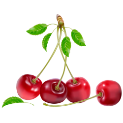 Саджанці вишні купити від розсадника Кліома Сервіс Саджанці вишні купити від розсадника Кліома Сервіс