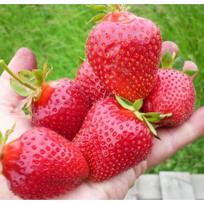 Клубника сорт Гармония, класс А