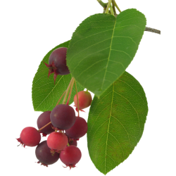 Саджанці Ірги Саджанці Ірги