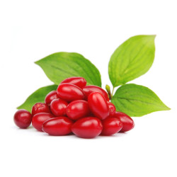 Саджанці кизилу замовити із доставкою