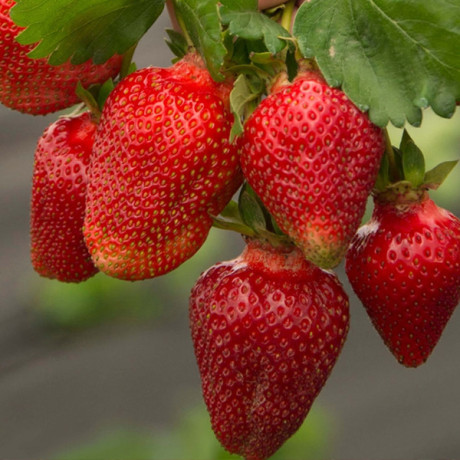 Саженцы клубники сорт Азия А+ Саженцы клубники сорт Азия А+