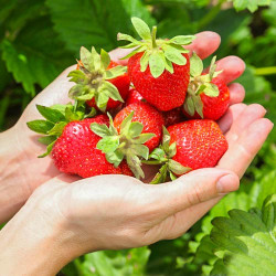 Ремонтантная клубника