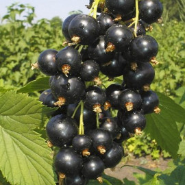 Смородина Санюта 1 летняя, ОКС