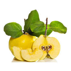 Саджанці айви замовити із доставкою Саджанці айви замовити із доставкою