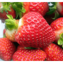 Пізні сорти полуниці купити в Україні від Кліома Сервіс