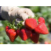 Клубника фриго сорт Сан Андреас, класс B