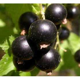 Смородина сорт Тритон 1 летняя