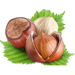 Саджанці фундука купити по низькій ціні в Україні