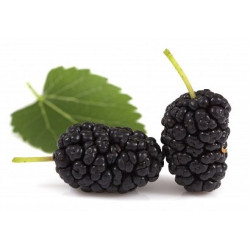 Саджанці шовковиці купити від розсадника Кліома Сервіс