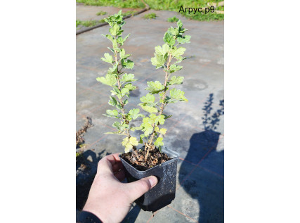 Саджанці агрусу 1 річні у контейнері P9