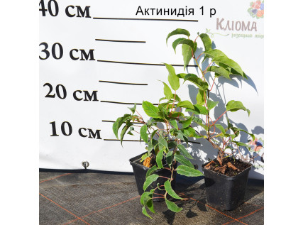 Cаджанці Актинидії 1 річного віку P9