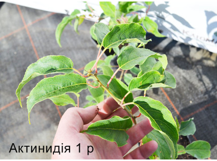 Cаджанці Актинидії 1 річного віку P9
