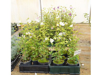 Саджанці гібіскуса