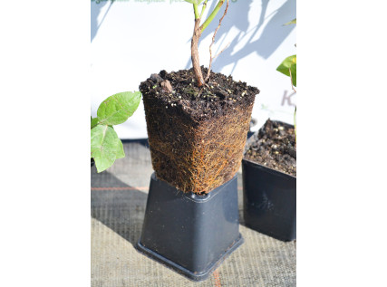 Саджанці лохини 1 річні у контейнері P9