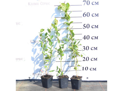 Саджанці лохини 1 річні у контейнері P9