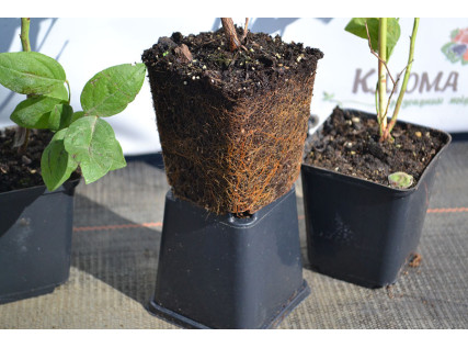 Саджанці лохини 1 річні у контейнері P9