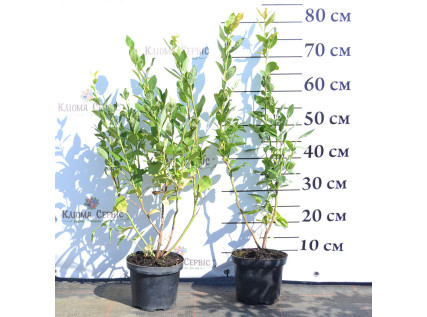 Саджанці лохини 2 річні у контейнері 2 л