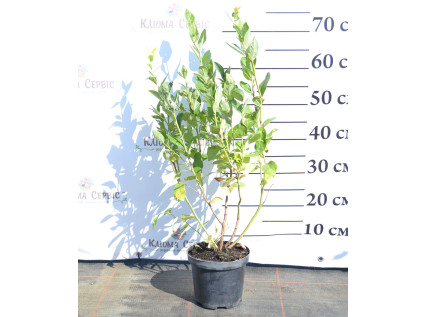 Саджанці лохини 2 річні у контейнері 2 л