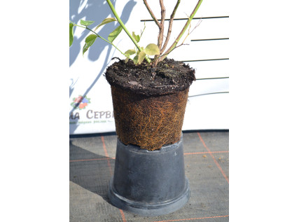 Саджанці лохини 2 річні у контейнері 2 л