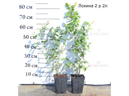 Саджанці лохини 2 річні у контейнері 2 л