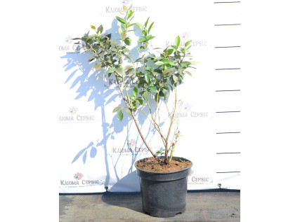 Саджанці лохини 3 річні у контейнері 7.5 л