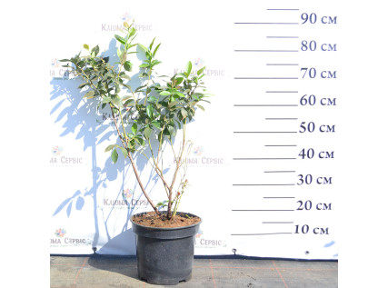 Саджанці лохини 3 річні у контейнері 7.5 л