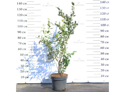 Саджанці лохини 4 річні у контейнері 7.5 л