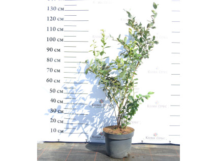 Саджанці лохини 4 річні у контейнері 7.5 л