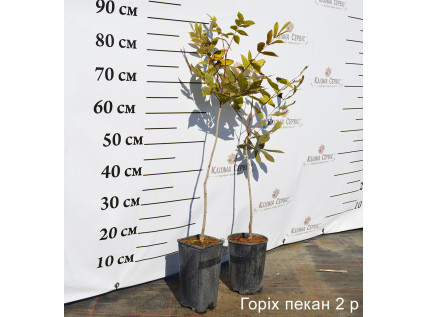 Саджанці горіху пекан 2 річні 2 л