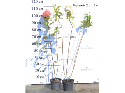 Саджанці гортензії 2 річні 1.5 л