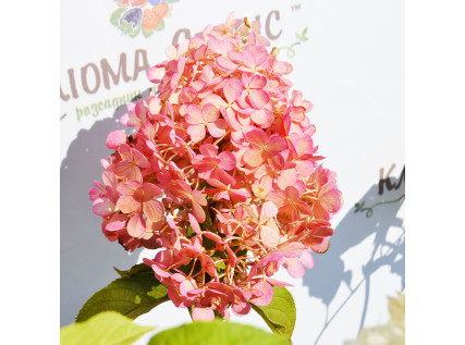Саджанці гортензії 2 річні 1.5 л