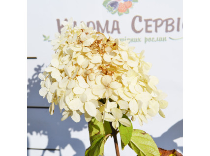 Саджанці гортензії 2 річні 1.5 л