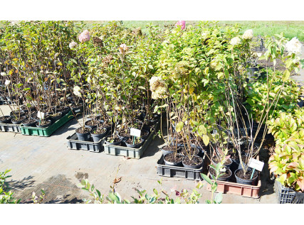 Саджанці гортензії 2 річні 1.5 л