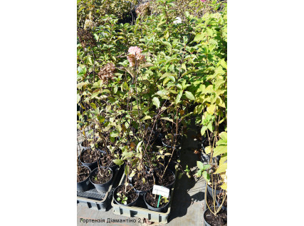 Саджанці гортензії 2 річні 1.5 л