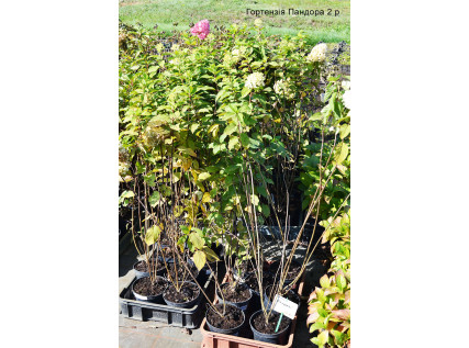 Саджанці гортензії 2 річні 1.5 л