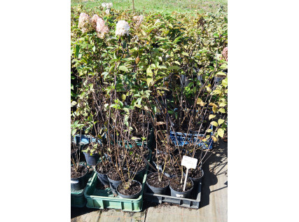 Саджанці гортензії 2 річні 1.5 л