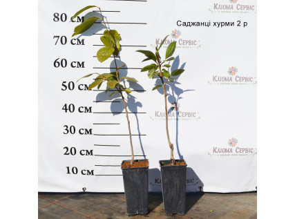 Саджанці Хурми 2 річні 2 л