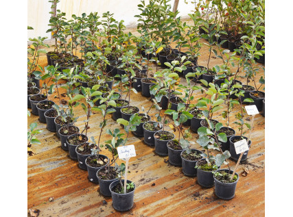 Саджанці Ірги 1 річні 