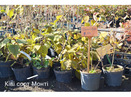 Саджанці ківі сорт Монті